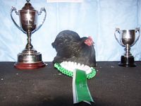 Best True Bantam, Billy Wilkinson, photo courtesy PoultryNI.com